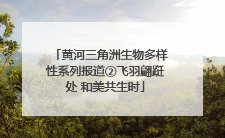 黄河三角洲生物多样性系列报道②飞羽翩跹处 和美共生时