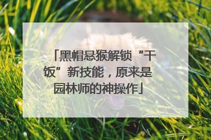 黑帽悬猴解锁“干饭”新技能，原来是园林师的神操作