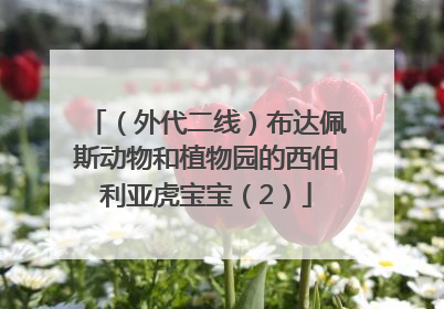 （外代二线）布达佩斯动物和植物园的西伯利亚虎宝宝（2）