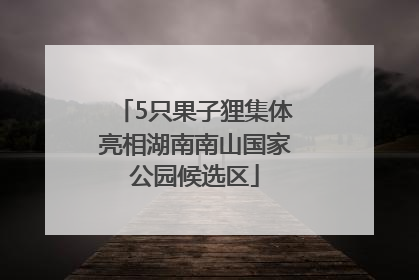 5只果子狸集体亮相湖南南山国家公园候选区